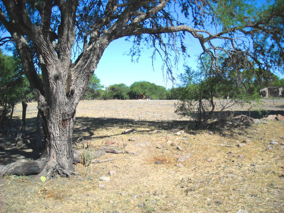 churitzio008.jpg